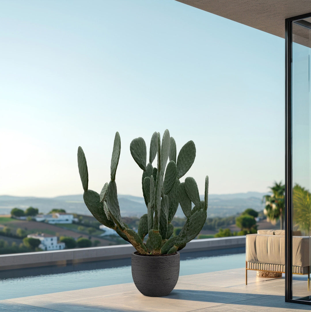 Kaktus Opuntia – 120 cm – Kaktus-Mix – Kaktus-Set Zimmer