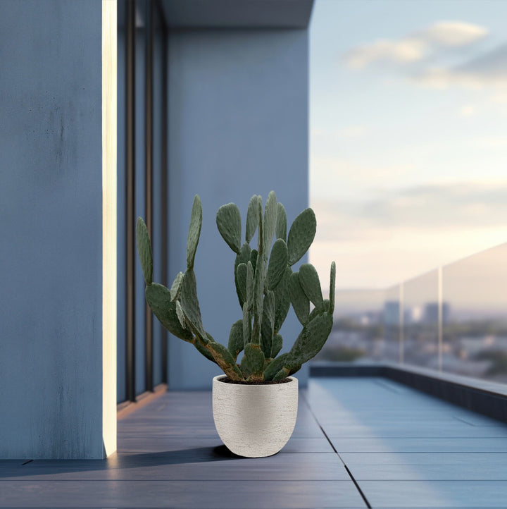 Kaktus Opuntia – 120 cm – Kaktus-Mix – Kaktus-Set Zimmer
