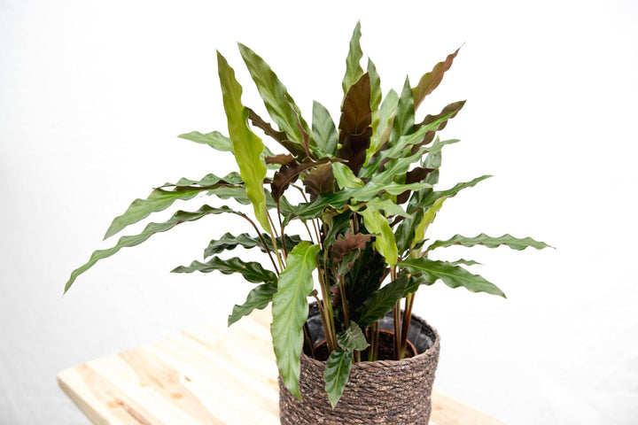 Calathea Elgergrass - 70cm - Pfauenpflanze - Zimmerpflanze