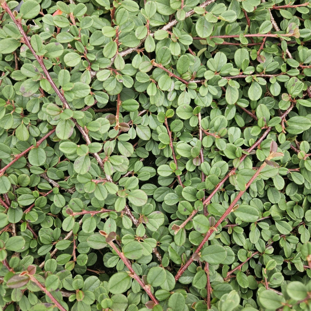Cotoneaster Prostratus 'Queen of Carpets' - 20cm | Kaufen