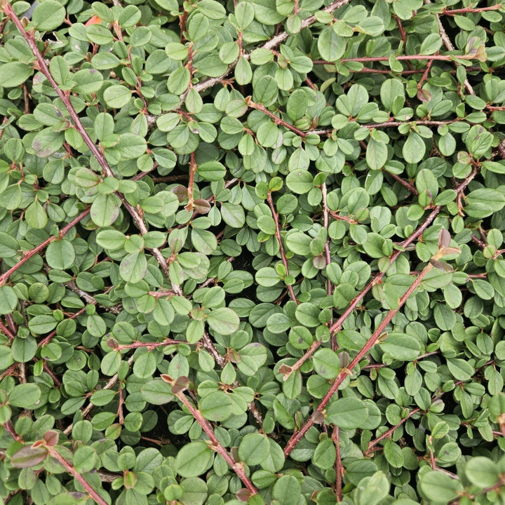 Cotoneaster Prostratus 'Queen of Carpets' - 20cm | Kaufen