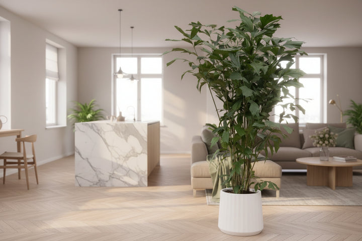Caryota Mitis – 250cm – Fischschwanzpalme Tropisch