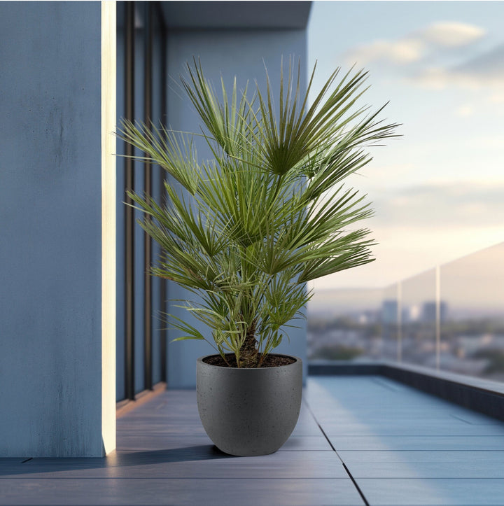Chamaerops humilis - 170cm - Zimmerpflanze Kaufen