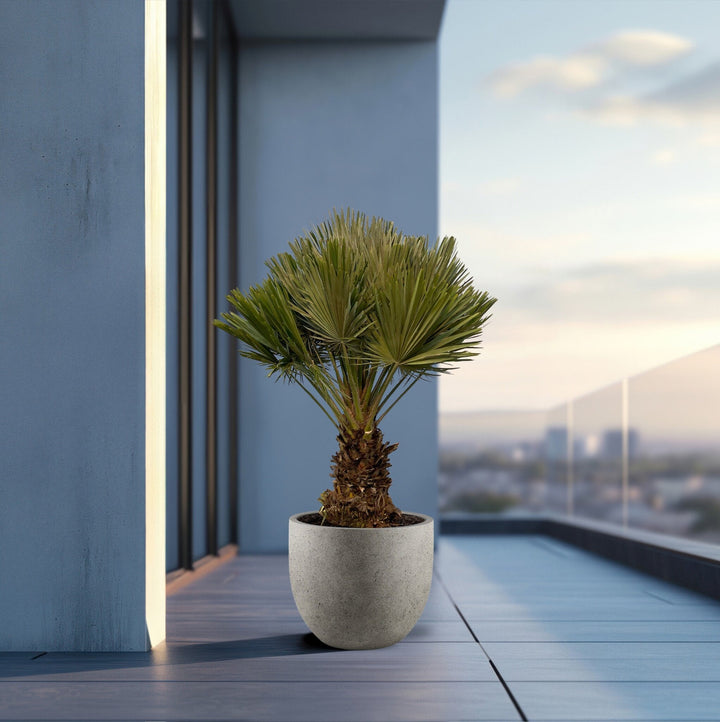 Chamaerops Humilis Vulcano kompakt - 140cm