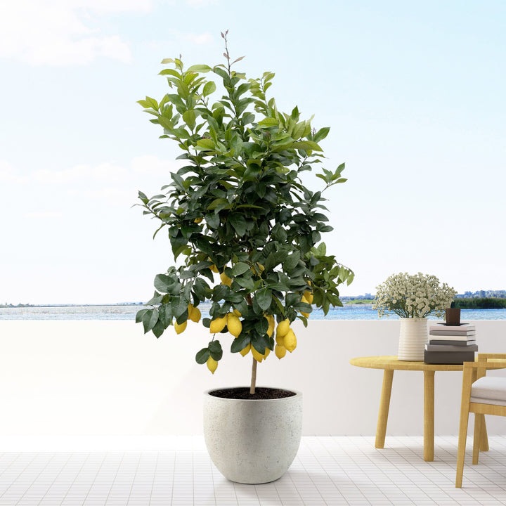 Zitronenbaum - 200cm - Zimmerpflanze kaufen