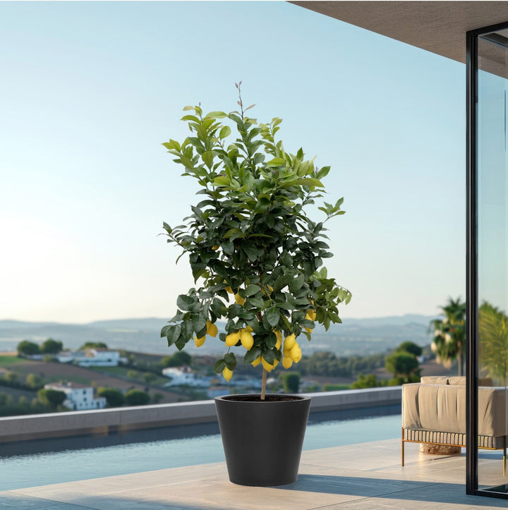 Zitronenbaum - 200cm - Zimmerpflanze kaufen