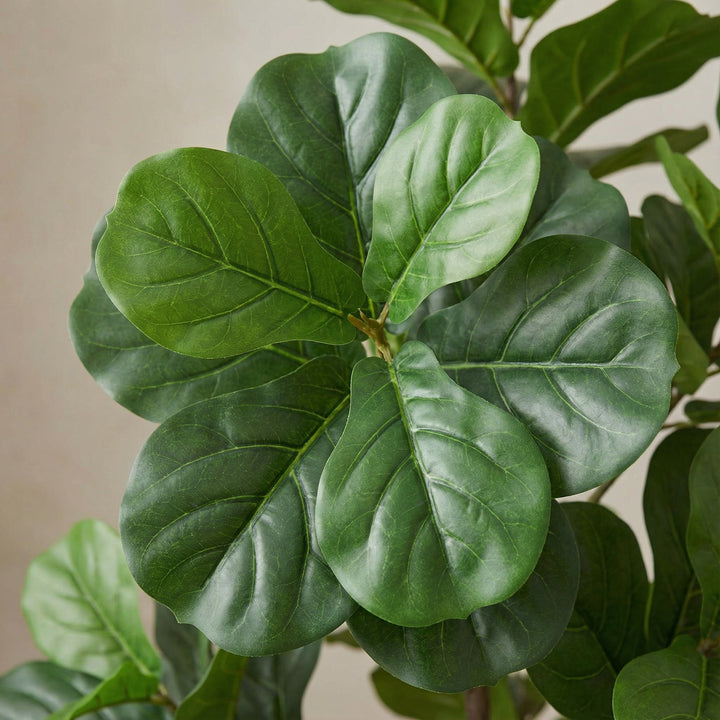 Kunst-Ficus lyrata verzweigt - 150cm - Geigenfeige