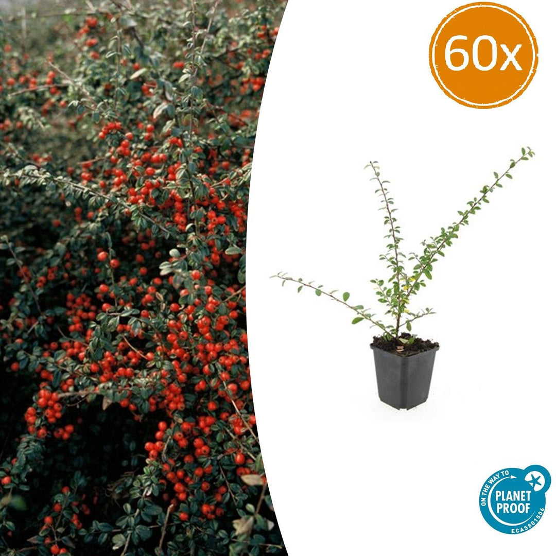 Cotoneaster Suecicus 'Coral Beauty' - 20cm