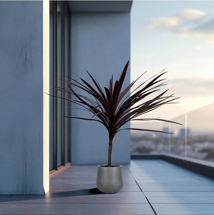 Cordyline Australis Red Star - 120cm - Keulenpalme