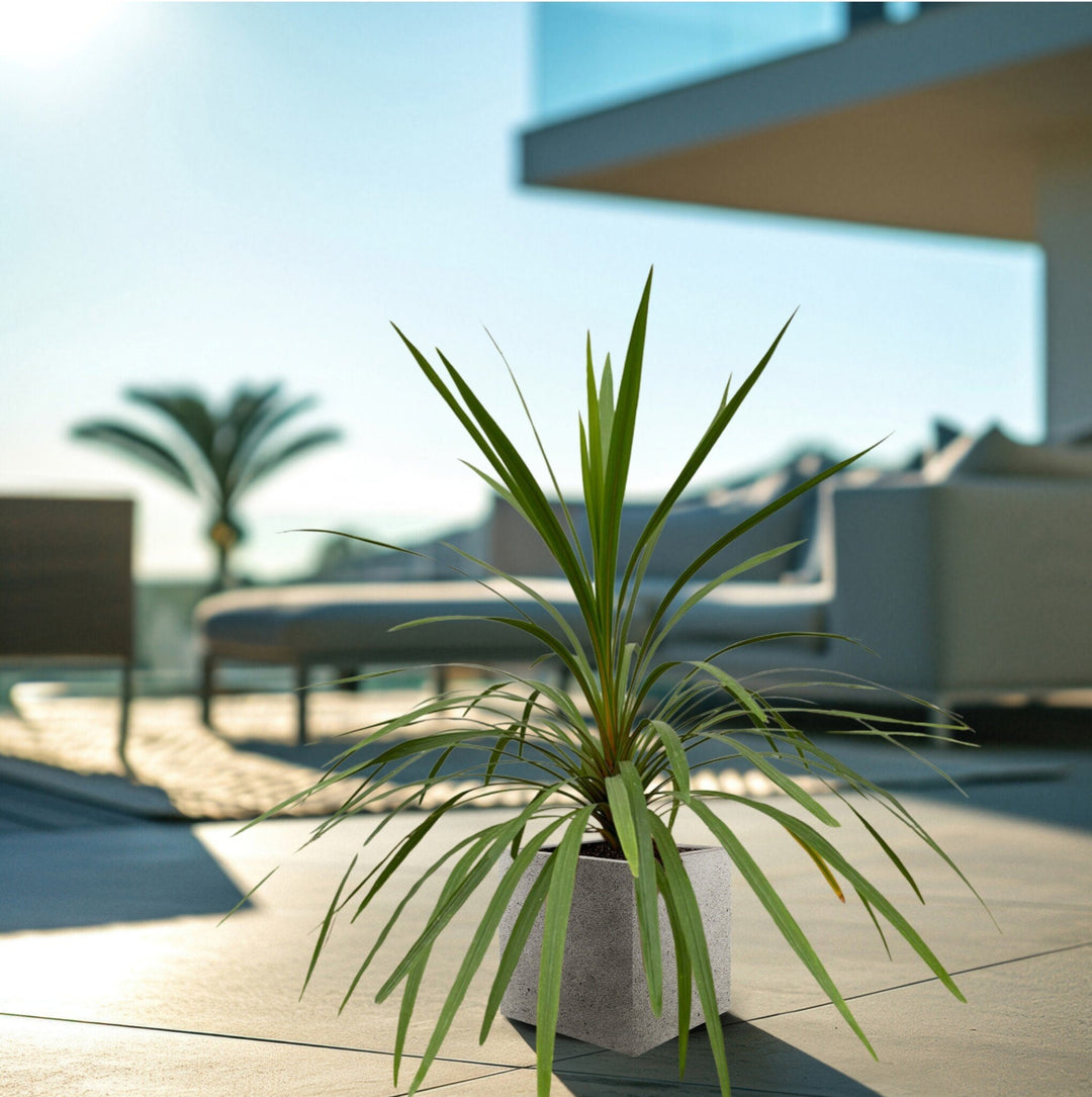 Cordyline Indivisa - 150cm - Koordinationpalme