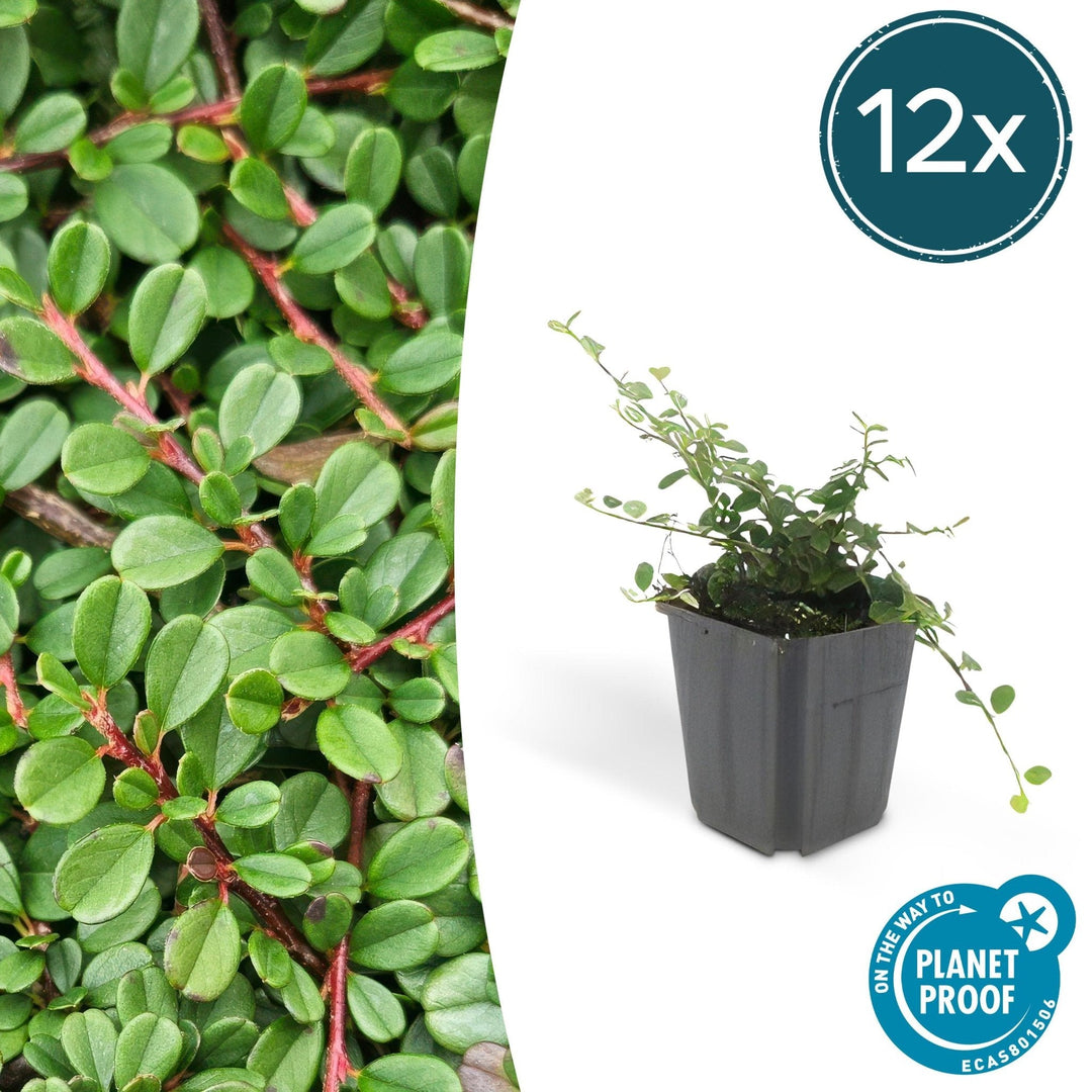 Cotoneaster procumbens 'Streibs Findling' - 20cm
