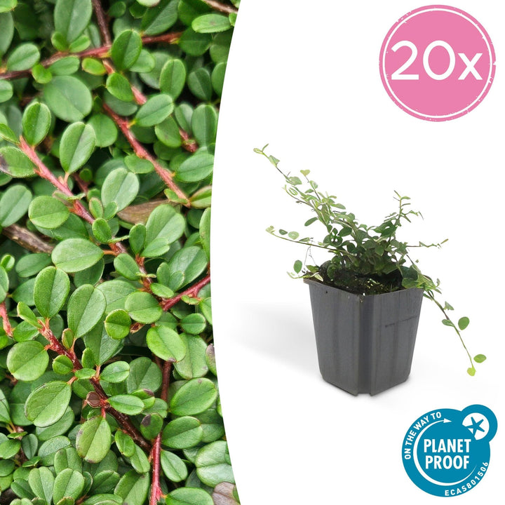 Cotoneaster procumbens 'Streibs Findling' - 20cm