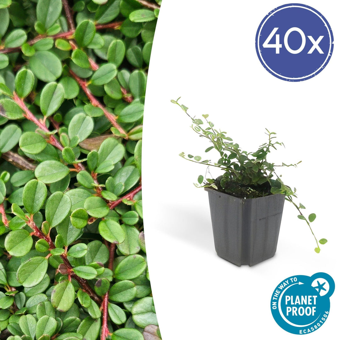 Cotoneaster procumbens 'Streibs Findling' - 20cm