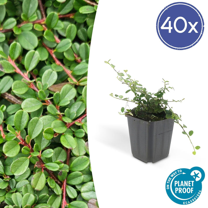 Cotoneaster procumbens 'Streibs Findling' - 20cm