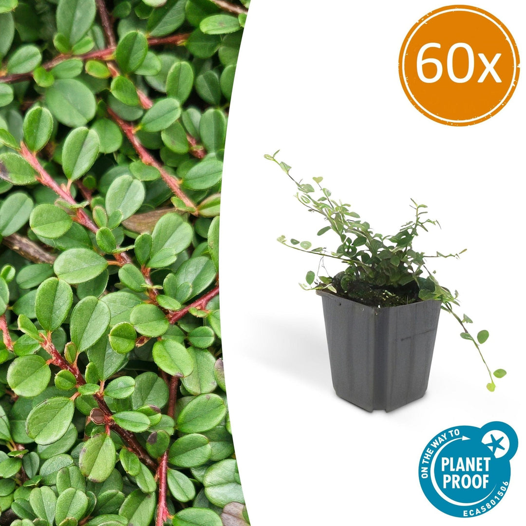 Cotoneaster procumbens 'Streibs Findling' - 20cm