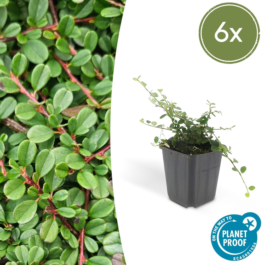 Cotoneaster procumbens 'Streibs Findling' - 20cm