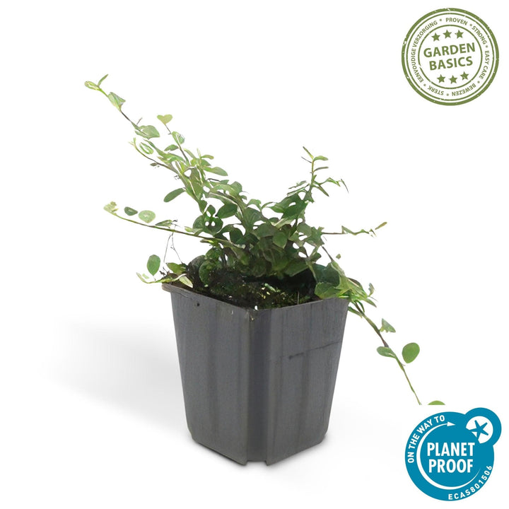 Cotoneaster procumbens 'Streibs Findling' - 20cm