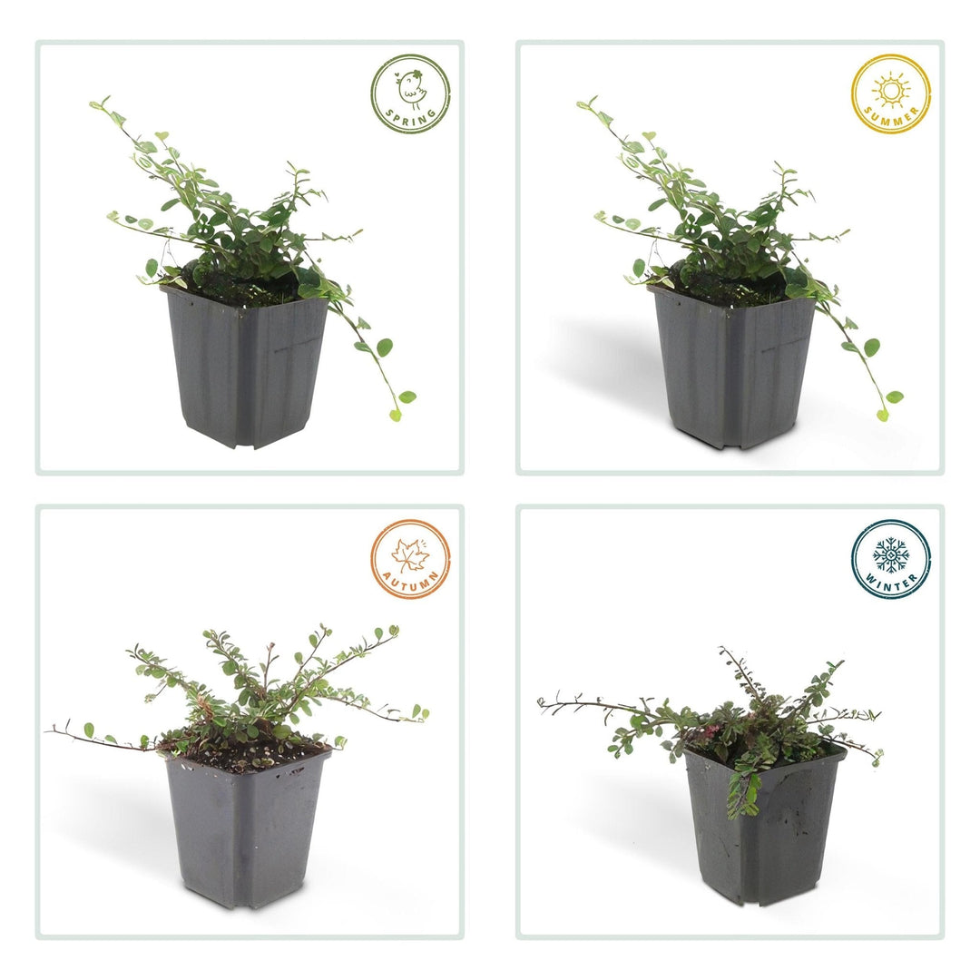 Cotoneaster procumbens 'Streibs Findling' - 20cm