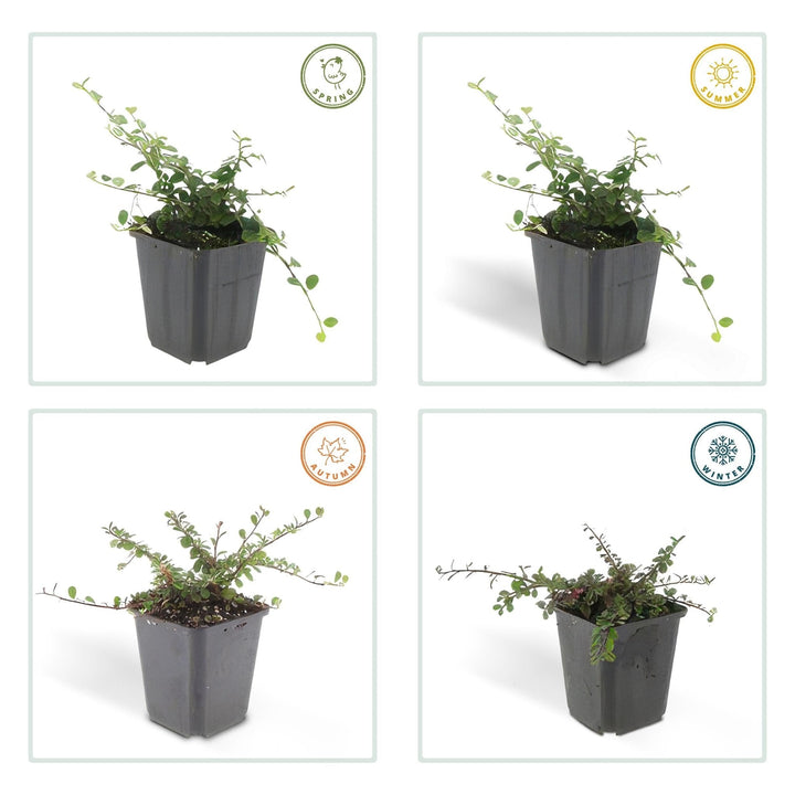 Cotoneaster procumbens 'Streibs Findling' - 20cm