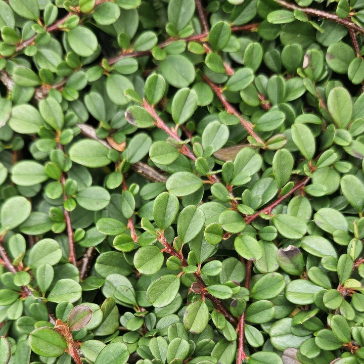 Cotoneaster procumbens 'Streibs Findling' - 20cm