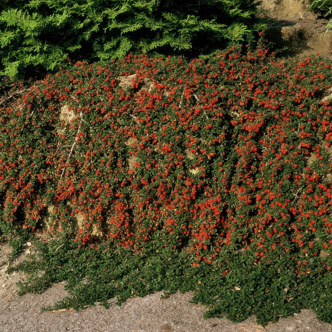Cotoneaster procumbens 'Streibs Findling' - 20cm