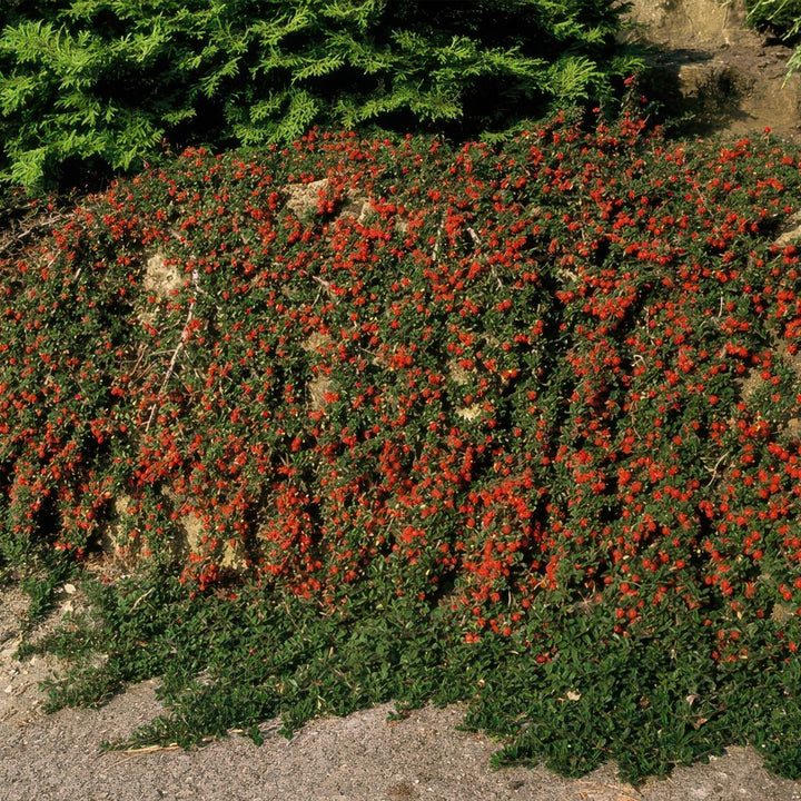 Cotoneaster procumbens 'Streibs Findling' - 20cm