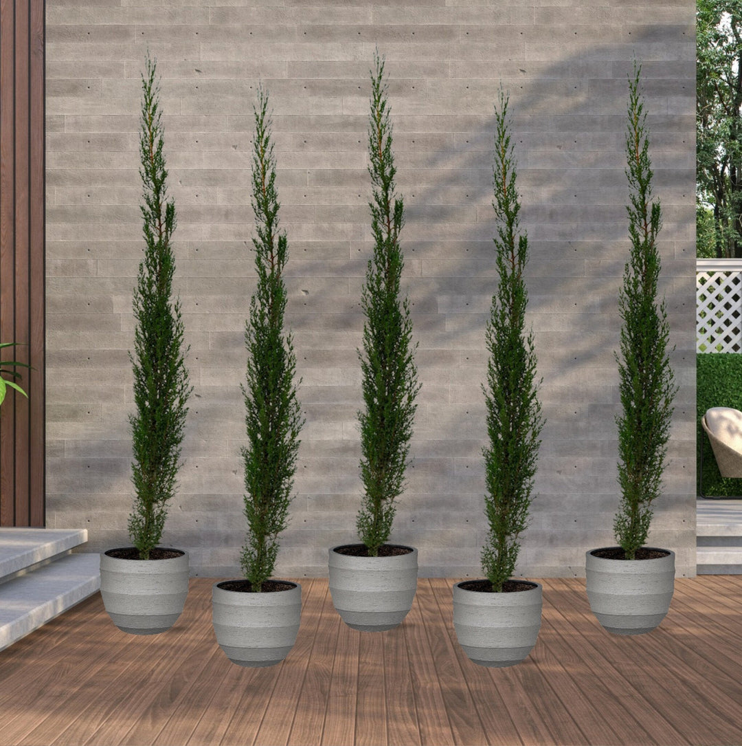 5x Cupressus Sempervirens Totem - 170cm - Zimmerpflanze Kaufen