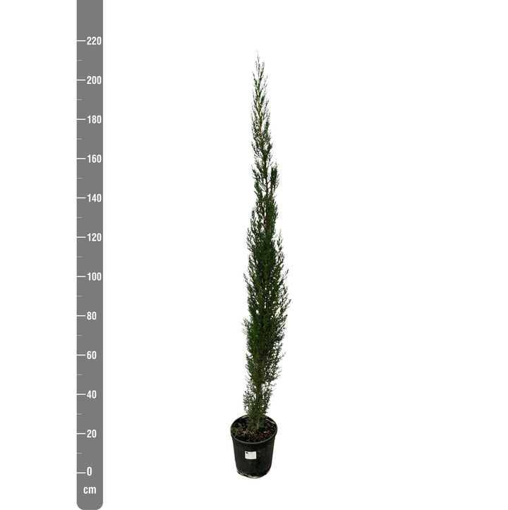 Cupressus Pyramide - 170cm - Zimmerpflanze Kaufen