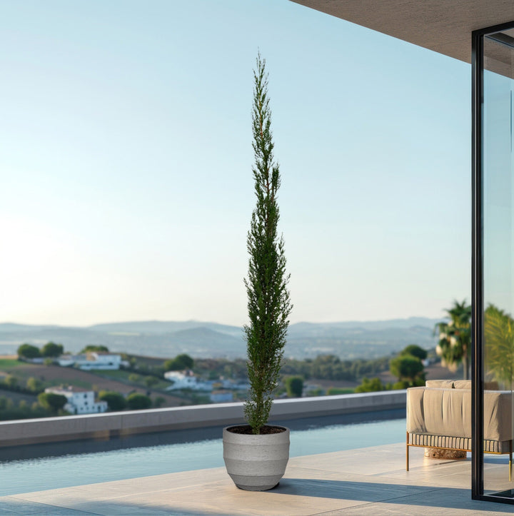 Cupressus Pyramide - 170cm - Zimmerpflanze Kaufen