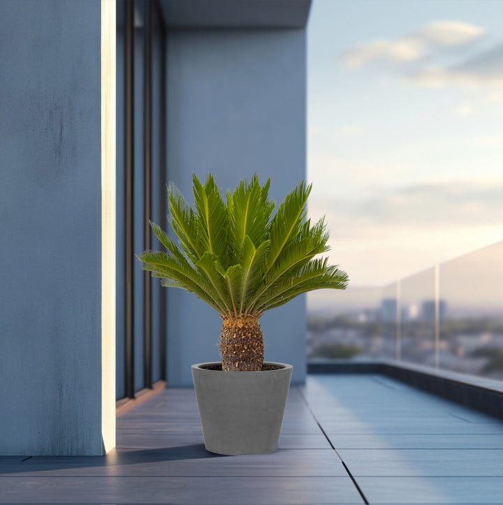 Cycas Revoluta - 130cm - Zimmerpflanze Kaufen