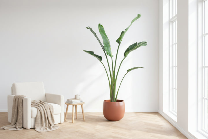 Strelitzia Augusta - Ø30 - 180cm - Paradiesvogelblume