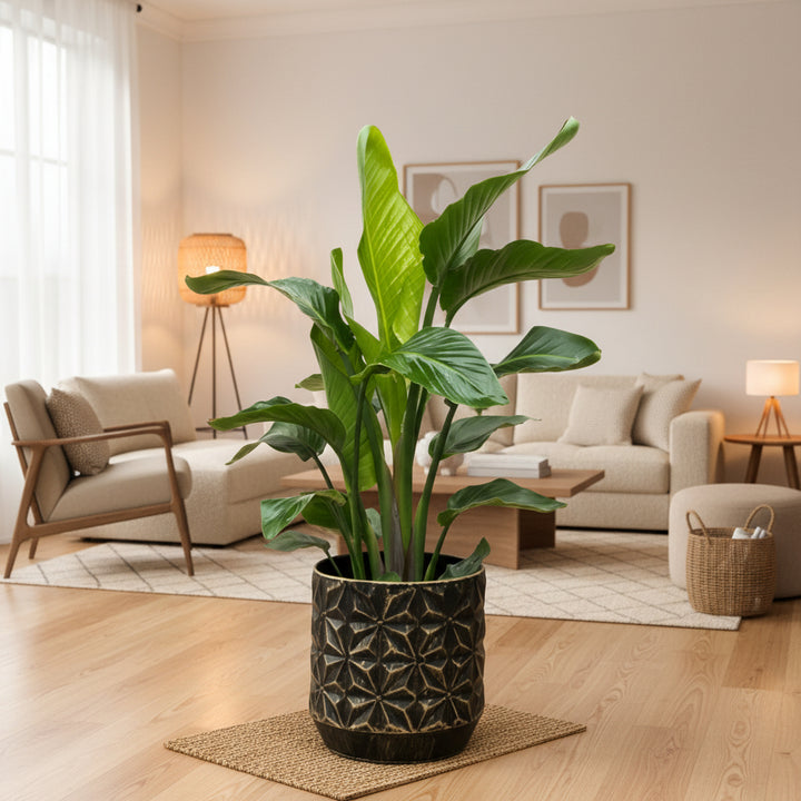 Strelitzia Nicolai - Ø19cm - 90cm - Paradiesvogelblume