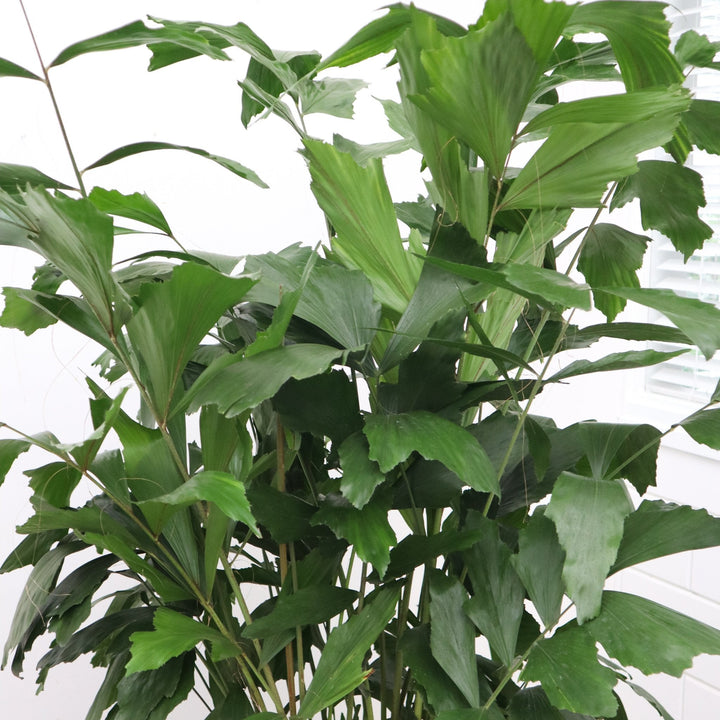 Caryota Mitis - 120cm - Fischschwanzpalme Tropisch
