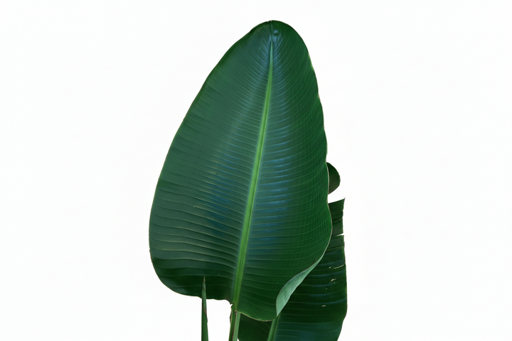 Strelitzia Augusta - Ø30 - 180cm - Paradiesvogelblume