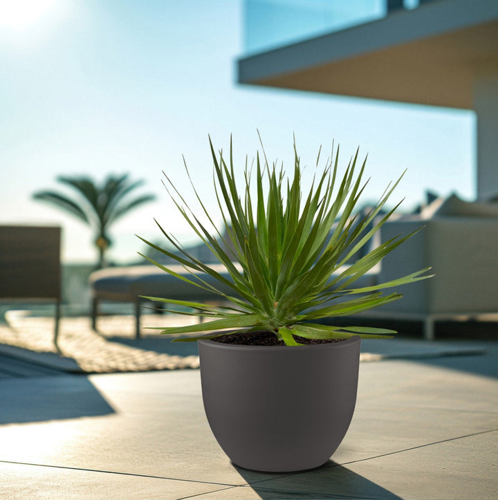 Dracaena Draco - 100cm - Drachenbaum Zimmerpflanze