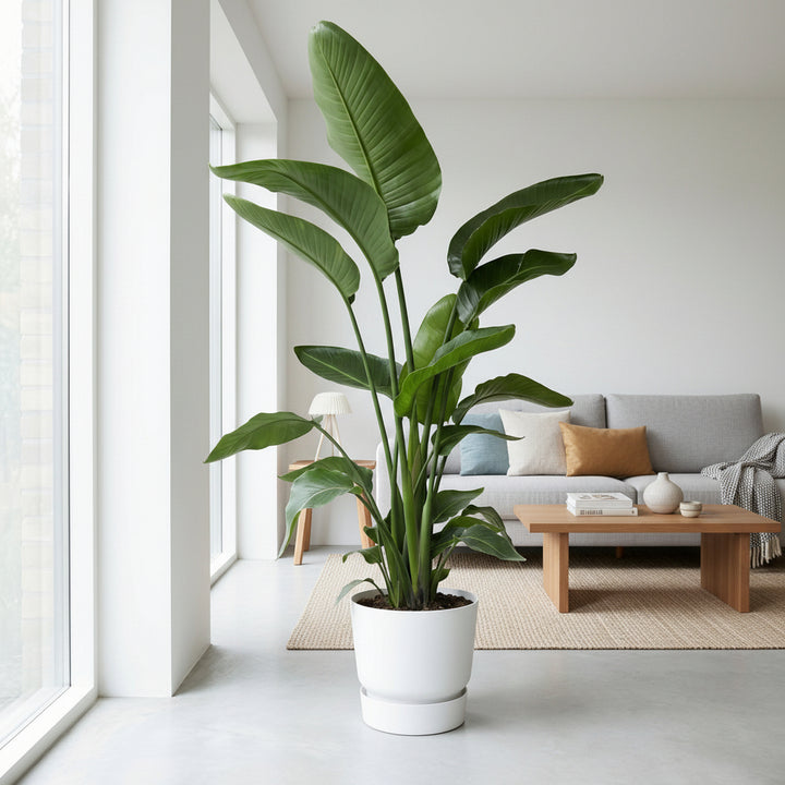 Strelitzia Nicolai - Ø24 - 170cm - Paradiesvogelblume