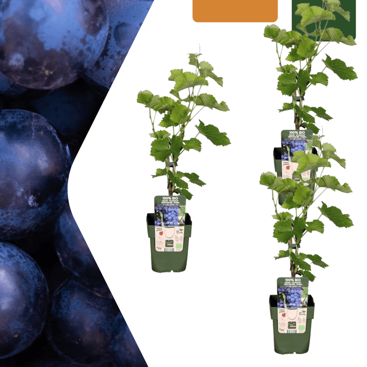 Bio-Weinreben - 20cm - Zimmerpflanze kaufen