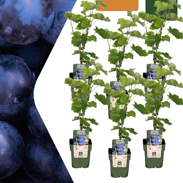 Bio-Weinreben - 20cm - Zimmerpflanze kaufen