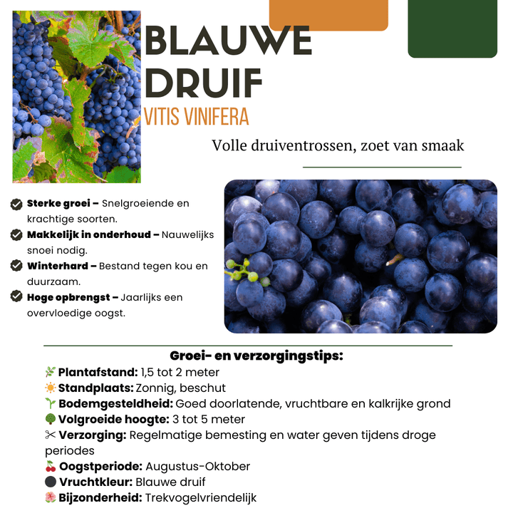 Bio-Weinreben - 20cm - Zimmerpflanze kaufen