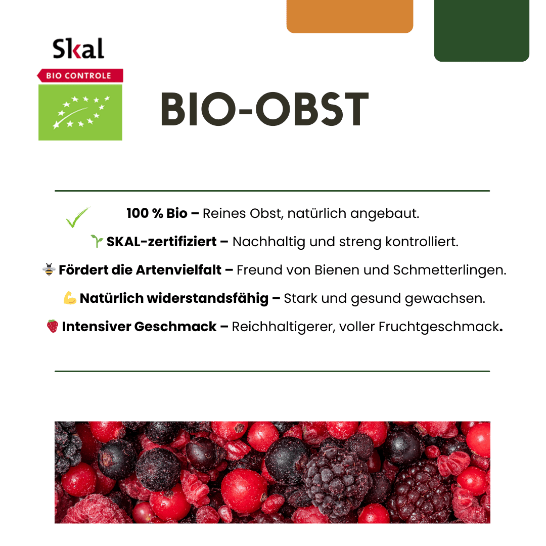 Bio-Weinreben - 20cm - Zimmerpflanze kaufen