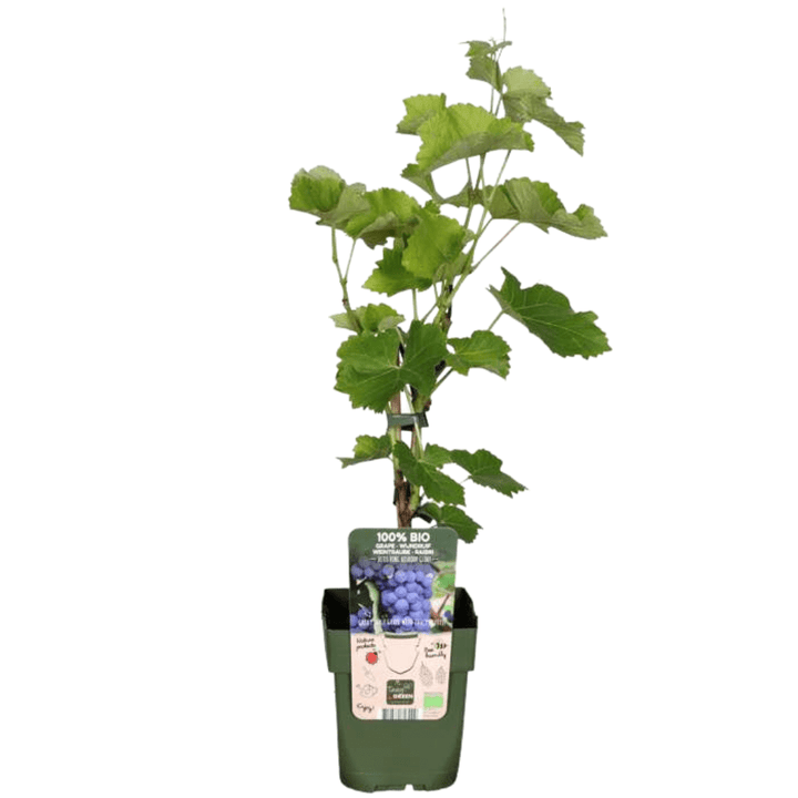 Bio-Weinreben - 20cm - Zimmerpflanze kaufen