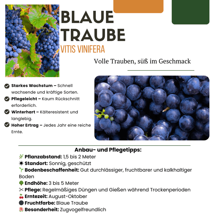 Bio-Weinreben - 20cm - Zimmerpflanze kaufen