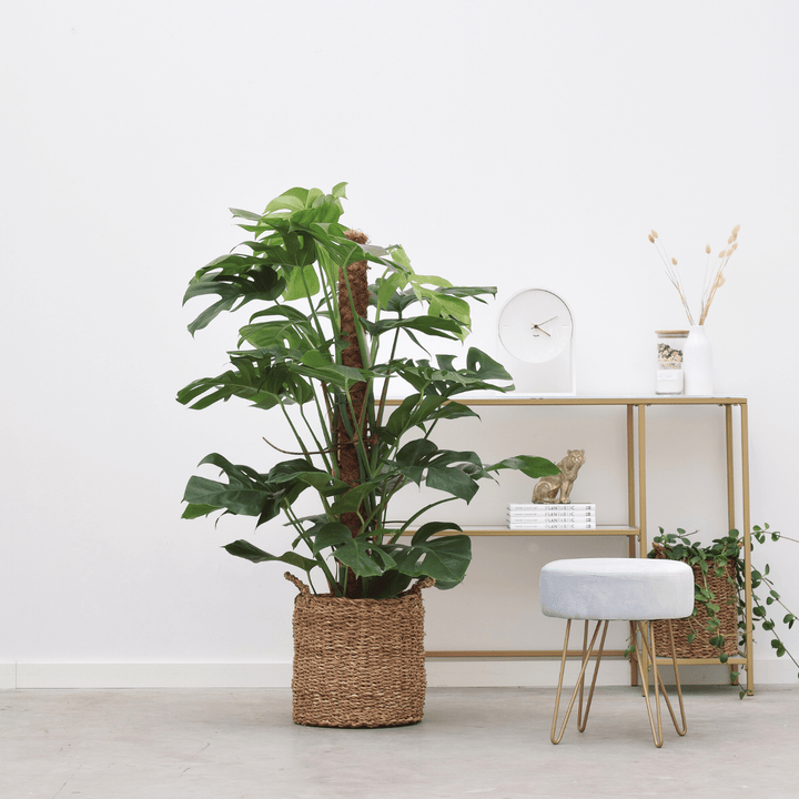 Monstera Pertusum XL - 130cm - Fensterblatt - Zimmerpflanze