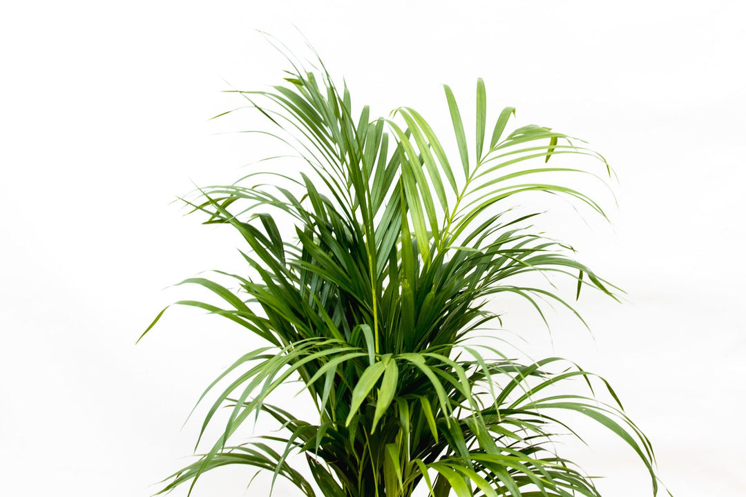 Dypsis Lutescens (Areca-Palme) - 130cm - Goldfruchtpalme | Kaufen