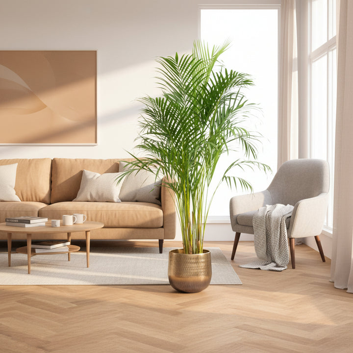 Dypsis Lutescens (Areca-Palme) - 150cm - Goldfruchtpalme | Kaufen