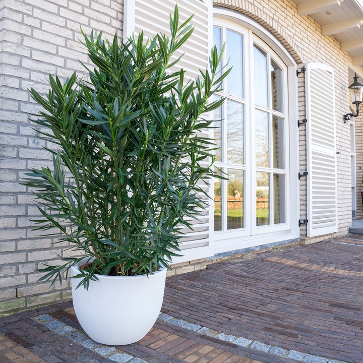 Nerium Oleander - 180cm - Zimmerpflanze kaufen