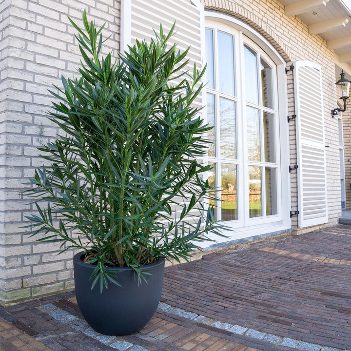 Nerium Oleander - 180cm - Zimmerpflanze kaufen