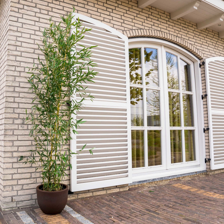 Fargesia Bambus – 220 cm – Zimmerpflanze kaufen
