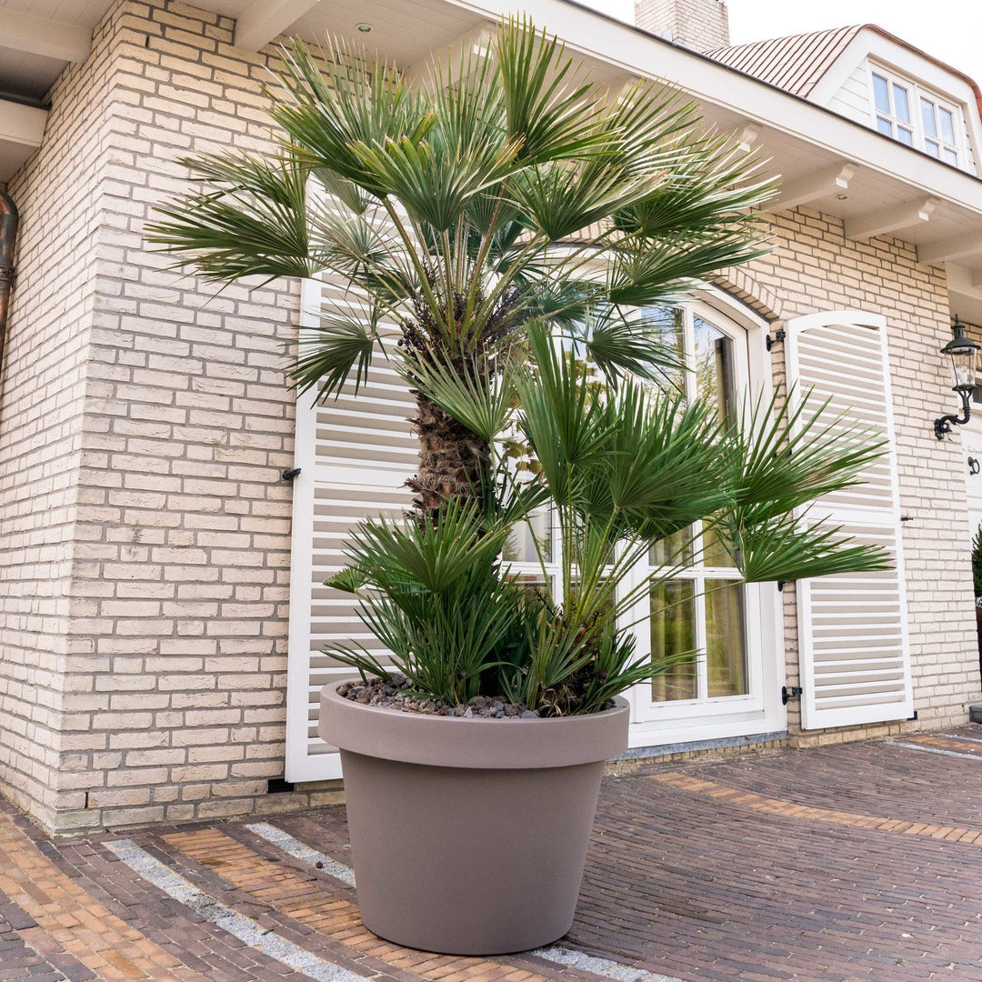 Chamaerops Humilis - 230cm - Zimmerpflanze Kaufen
