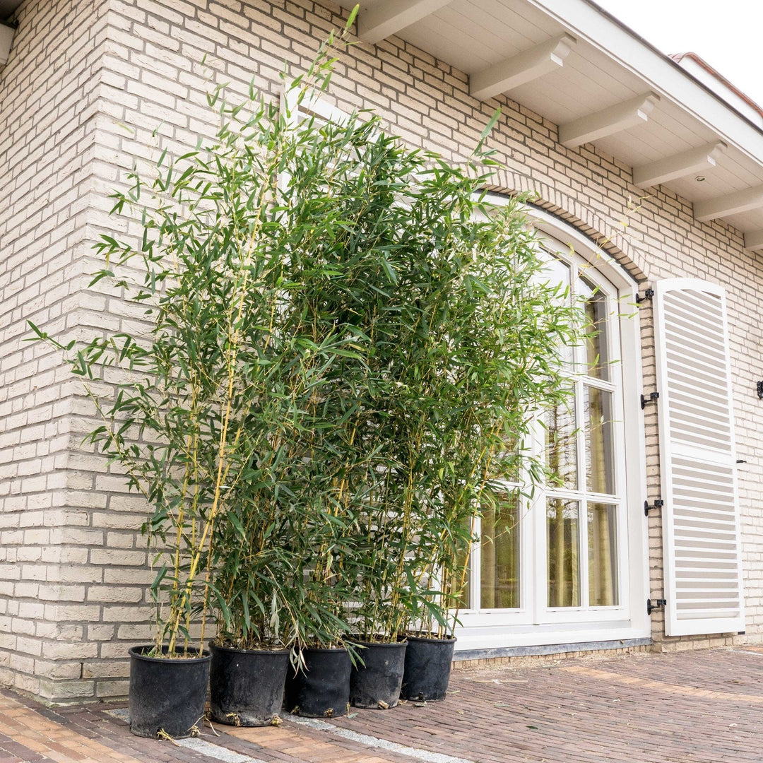 5x Fragesia Bambus – 220cm – Zimmerpflanze kaufen Staude